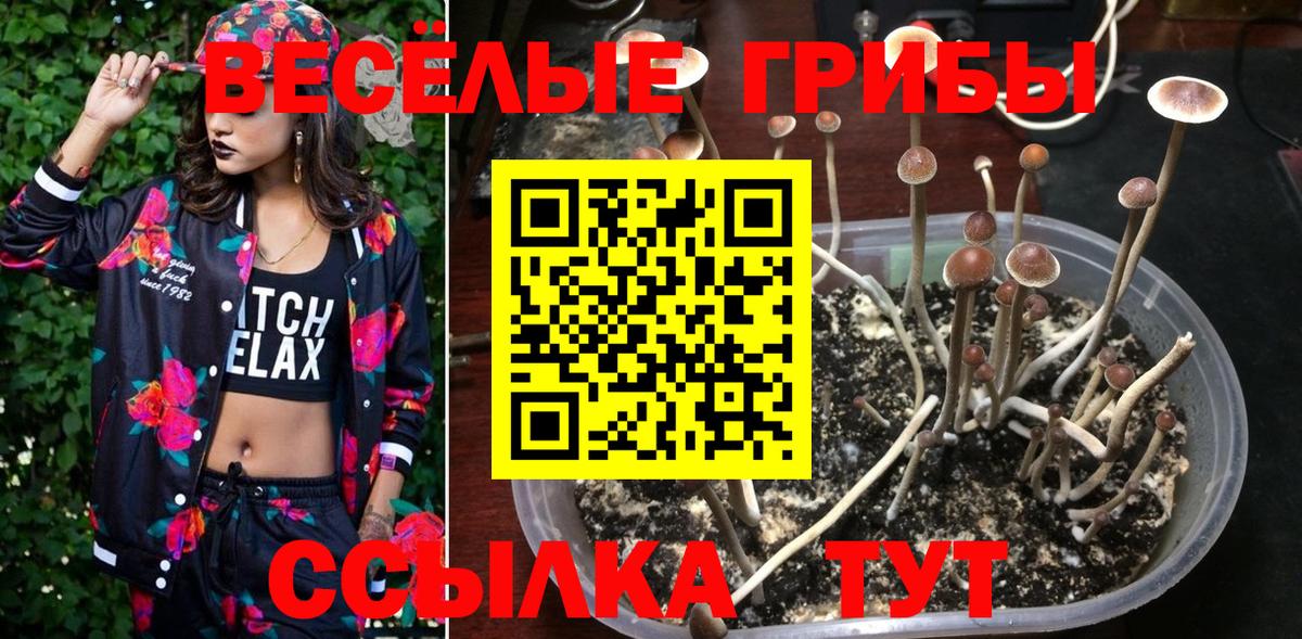 Галлюциногенные грибы Psilocybe Александров